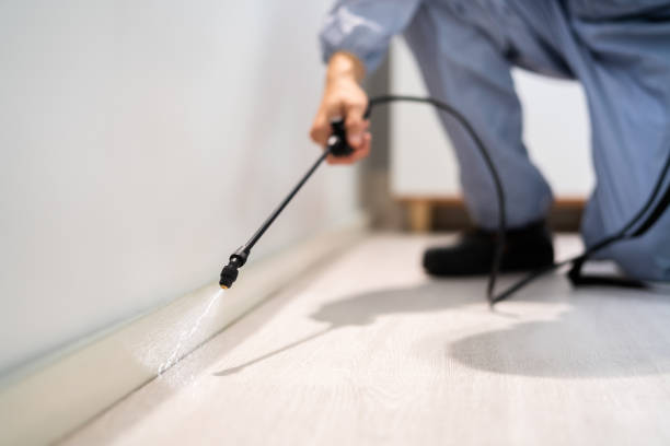 Licensed Wasp Removal service in Menomonie, WI - Show Me Pest Control